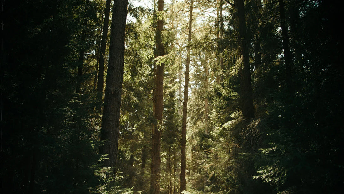 Sunlight through trees in a forest.