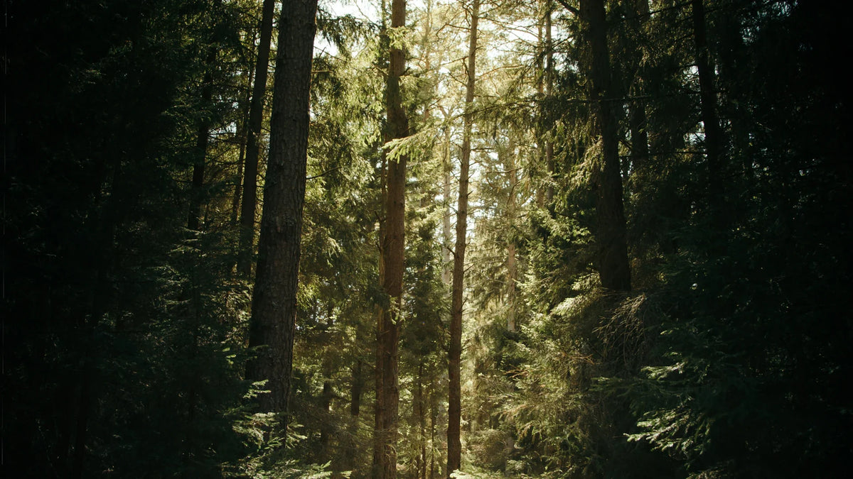 Sunlight through trees in a forest.