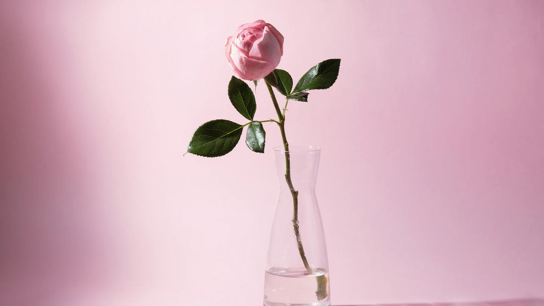 A single pink rose in a glass vase, an illustrative cover for a toy comparison.