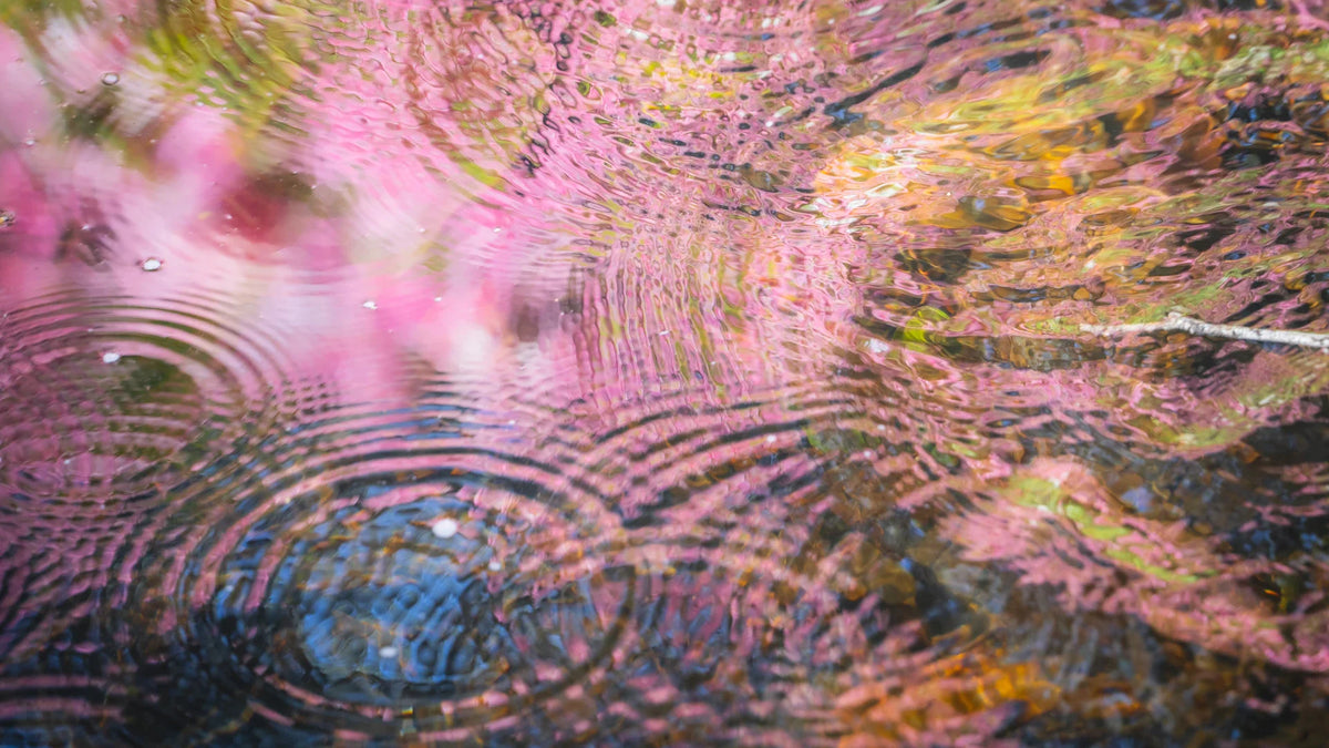 Pink flowers reflected in rippling water, an illustrative image for a lubricant comparison.